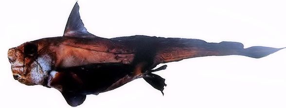 Hydrolagus lusitanicus_02